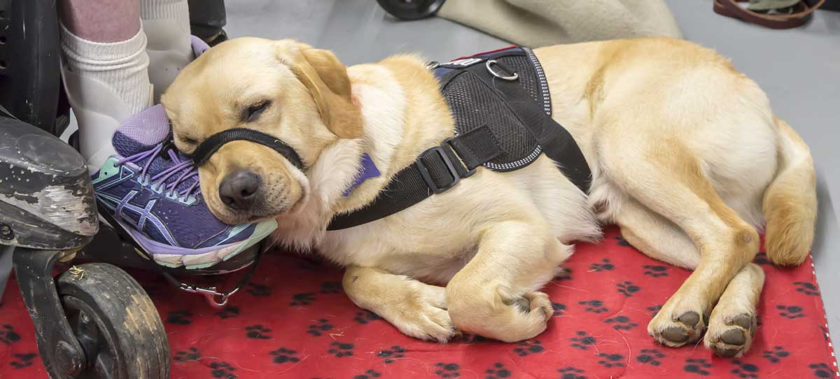 Service Dog sleeping on a man's feet