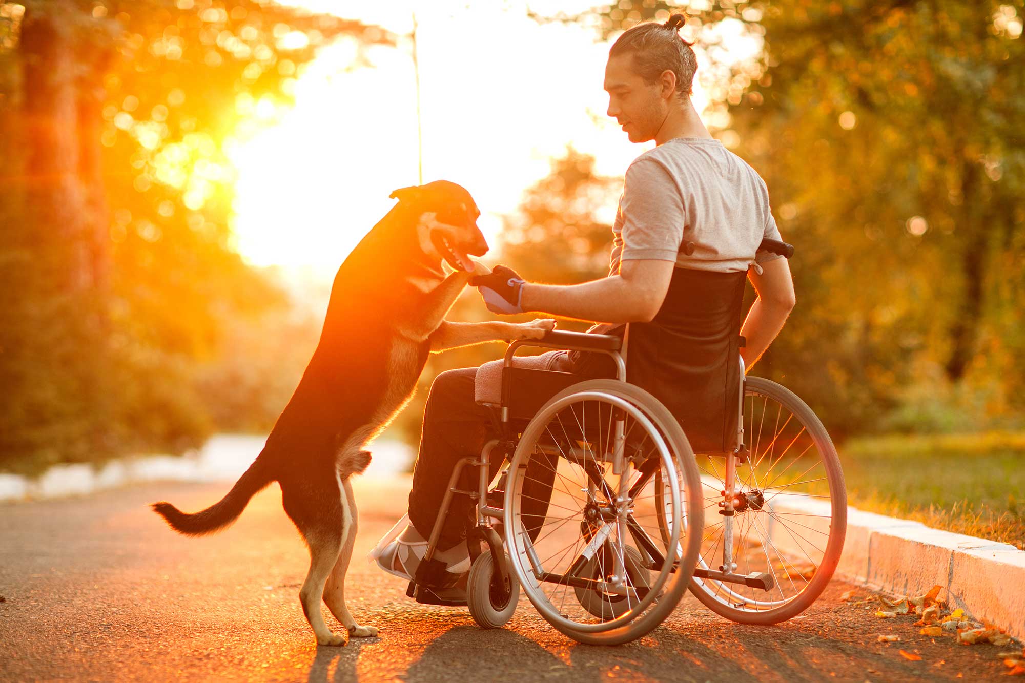 Young man in a wheelchair holding his dog's paw at sunset
